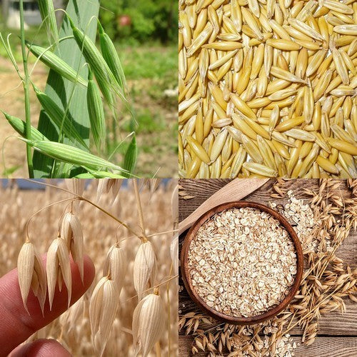 Avena sativa 'Oude Zeeuwse'