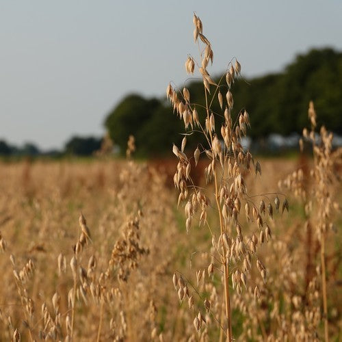Avena sativa 'Oude Zeeuwse'