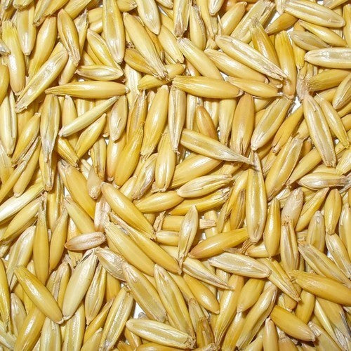 Avena sativa 'Oude Zeeuwse'