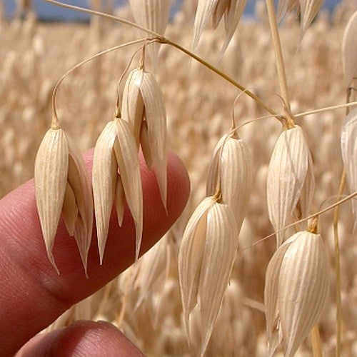 Avena sativa 'Oude Zeeuwse'