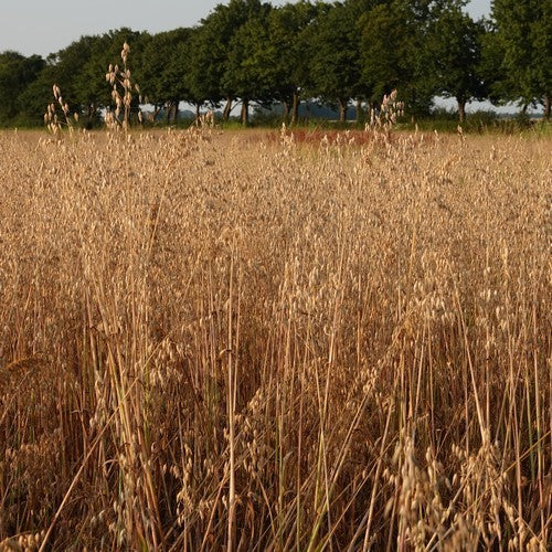 Avena sativa 'Oude Zeeuwse'