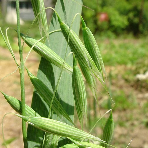 Avena sativa 'Oude Zeeuwse'