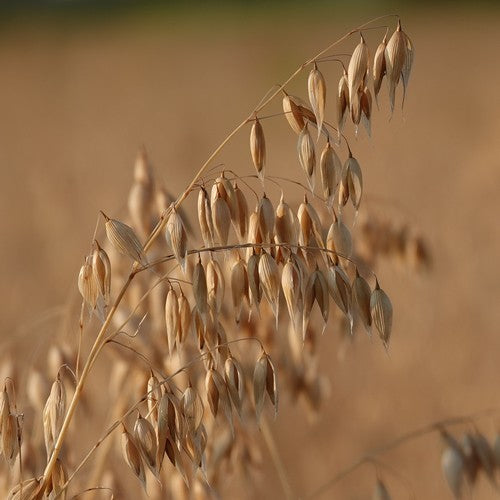 Avena sativa 'Oude Zeeuwse'