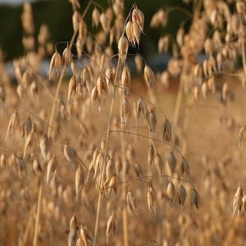 Avena sativa 'Oude Zeeuwse'