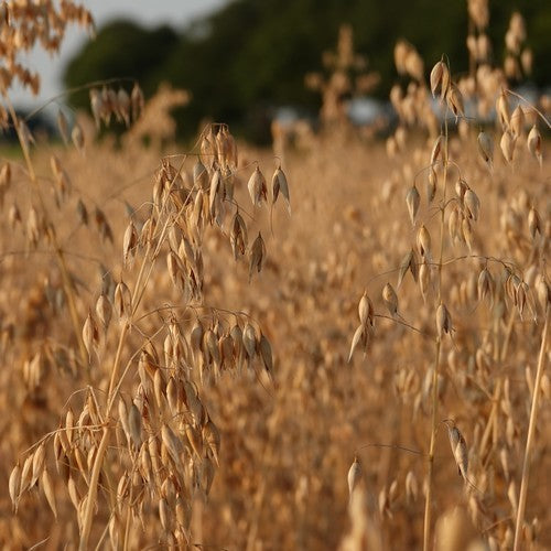 Avena sativa 'Oude Zeeuwse'