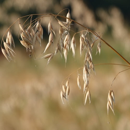 Avena sativa 'Oude Zeeuwse'