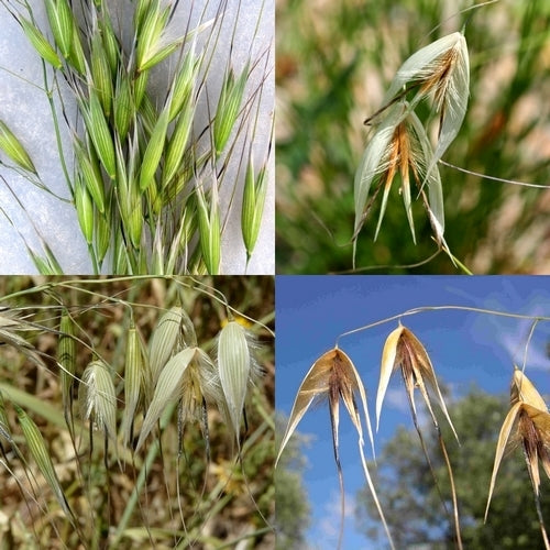 Avena sterilis