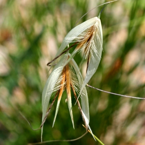 Avena sterilis