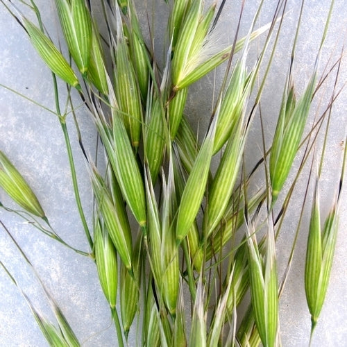 Avena sterilis