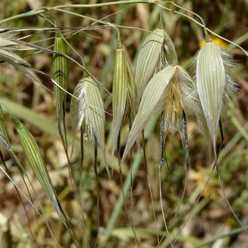 Avena sterilis