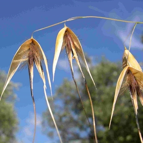 Avena sterilis