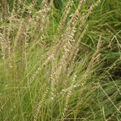 Bouteloua curtipendula