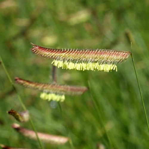 Bouteloua gracilis