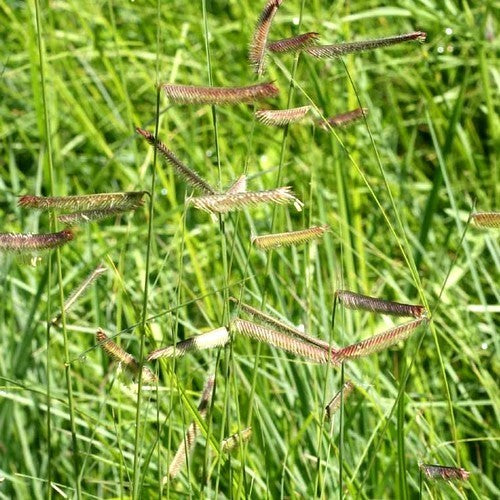 Bouteloua gracilis