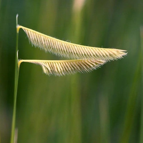 Bouteloua gracilis