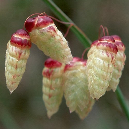 Briza maxima