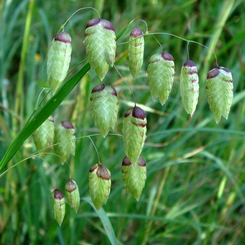 Briza maxima