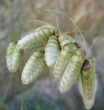 Briza maxima