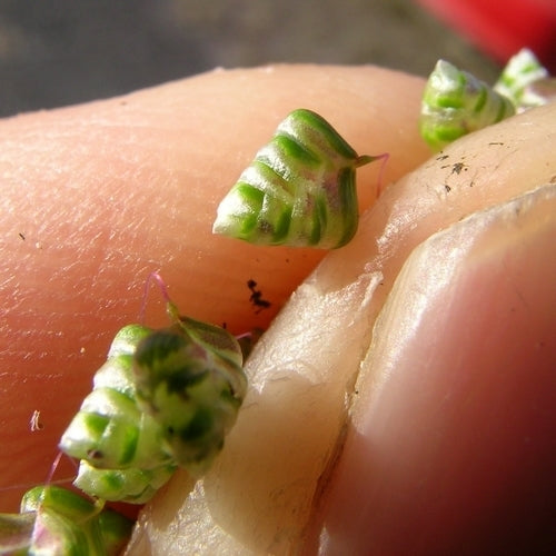 Briza minor