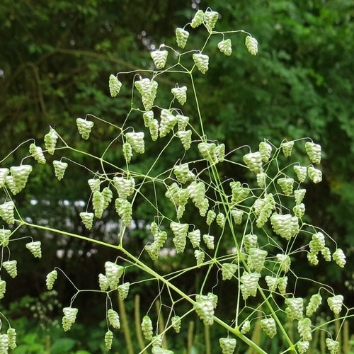 Briza minor