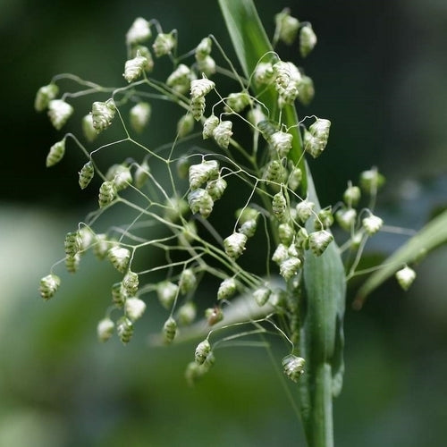 Briza minor