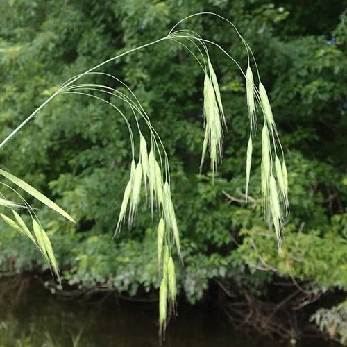 Bromus japonicus