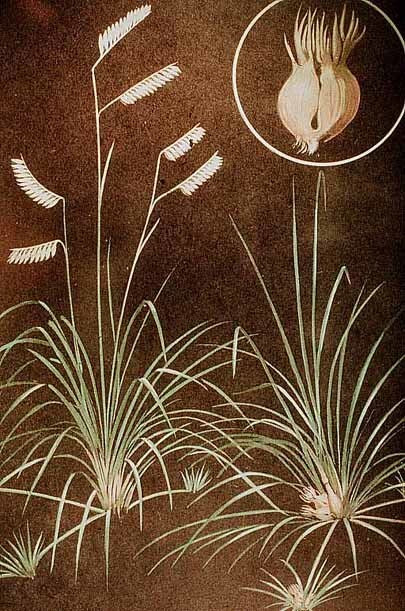Buchloe dactyloides