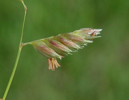 Buchloe dactyloides