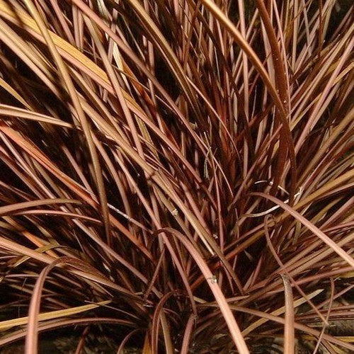 Carex flagillifera