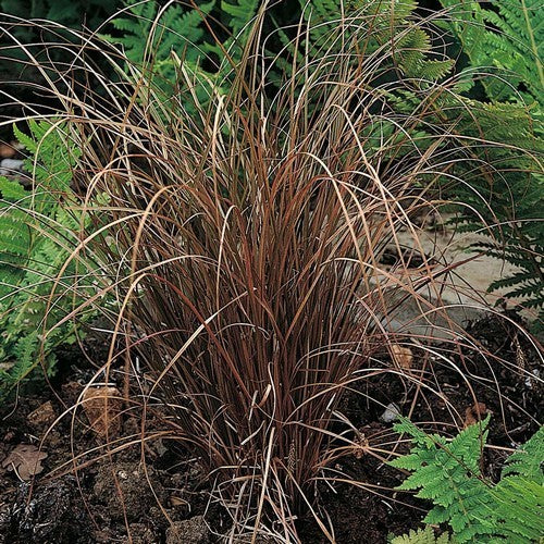 Carex flagillifera