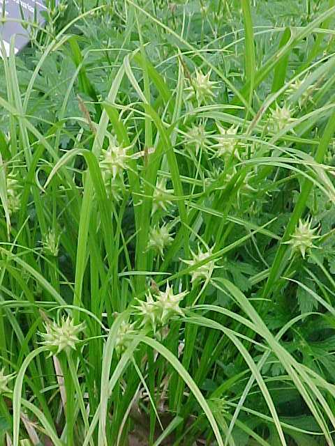 Carex grayi