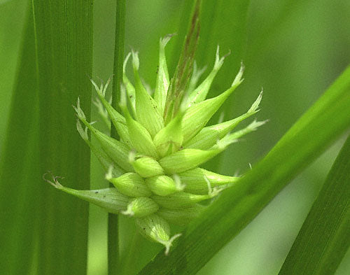 Carex grayi