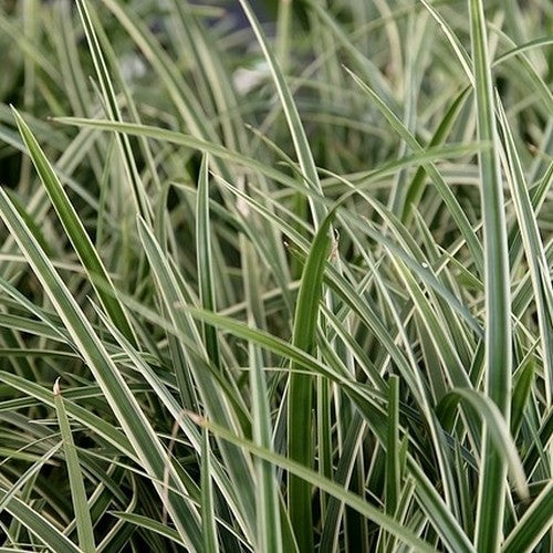 Carex morrowii 'Ice Dance'