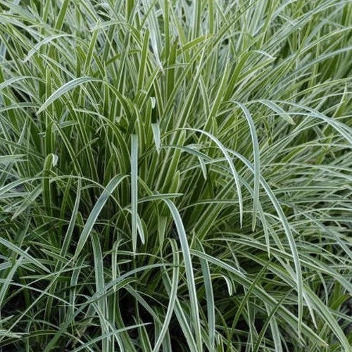 Carex morrowii 'Ice Dance'