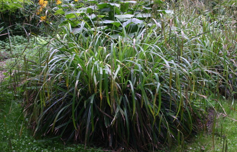 Carex pendula