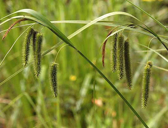 Carex pseudocyperus