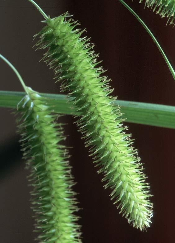 Carex pseudocyperus