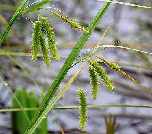 Carex pseudocyperus