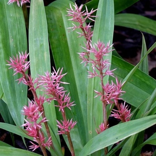 Carex scaposa