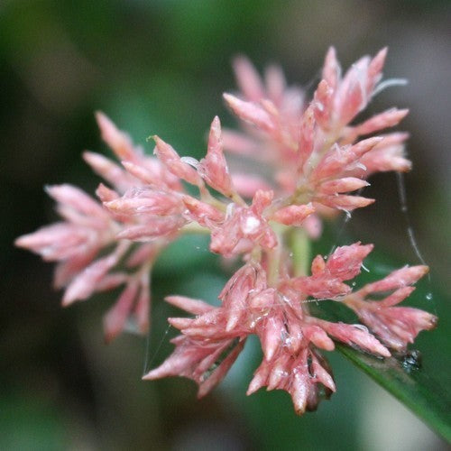 Carex scaposa
