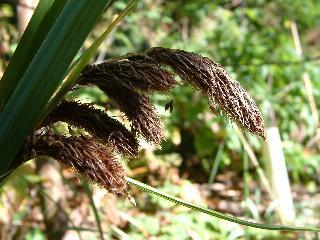Carex trifida