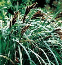 Carex trifida
