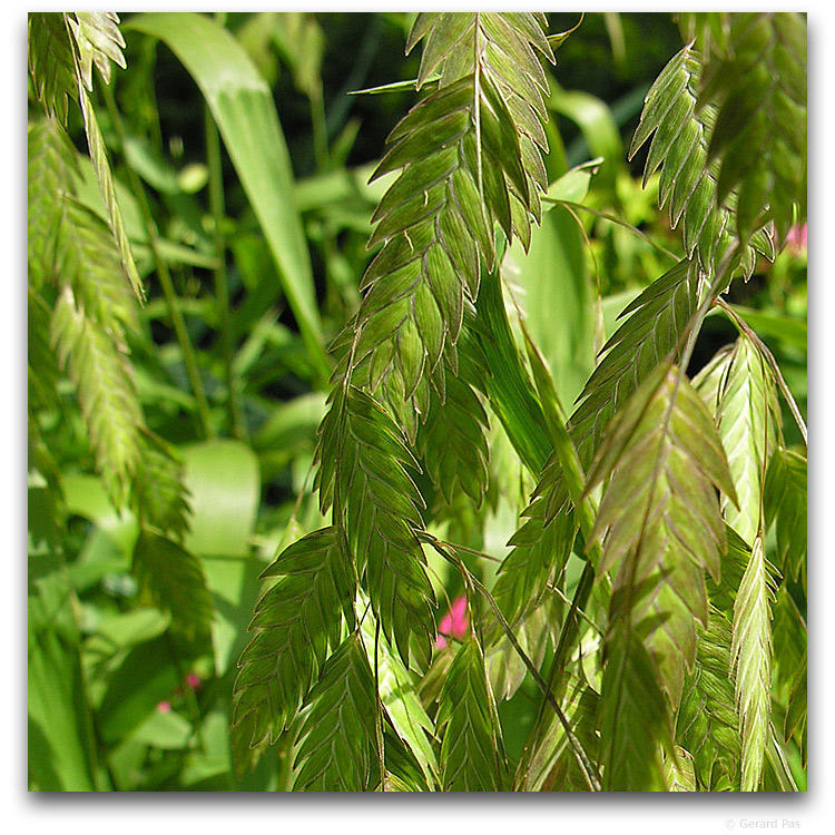 Chasmanthium latifolium