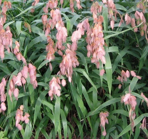 Chasmanthium latifolium