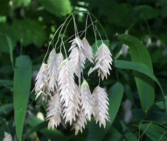 Chasmanthium latifolium