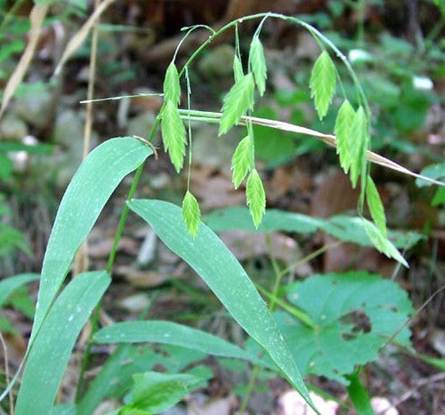 Chasmanthium latifolium