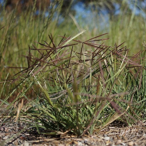 Chloris truncata