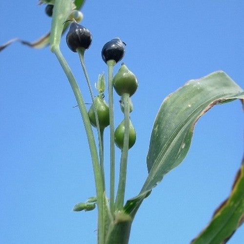 Coix lacryma-jobi
