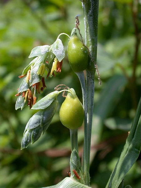 Coix lacryma-jobi