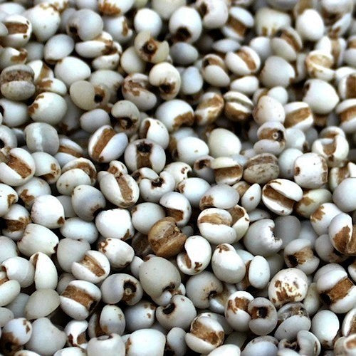 Coix lacryma-jobi